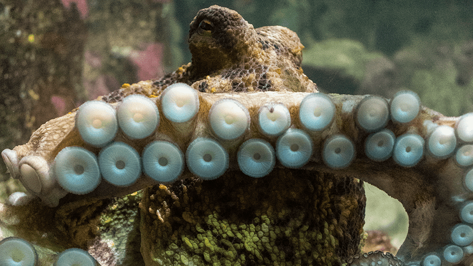 Poulpe commun, Octopus vulgaris. © A.Guillerm / Océanopolis