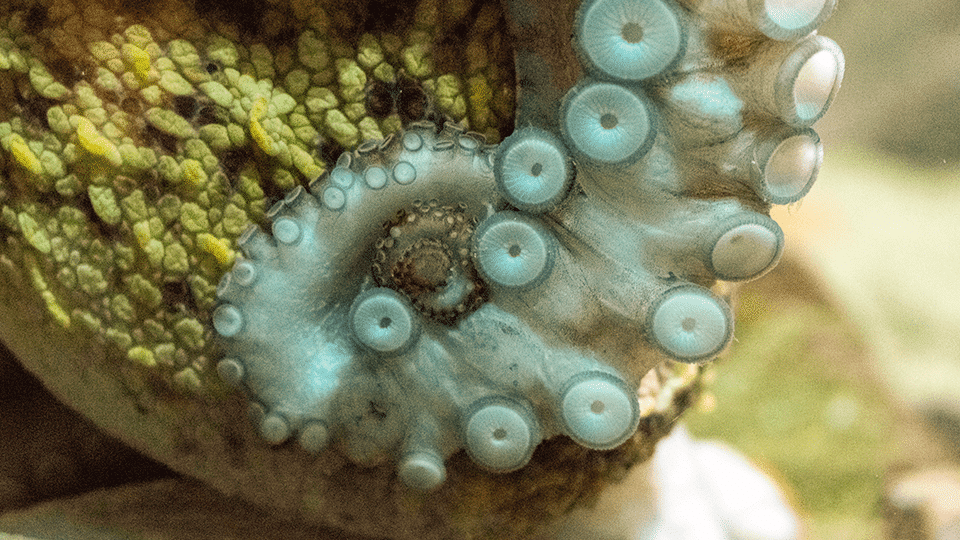 Poulpe commun, Octopus vulgaris. © A.Guillerm / Océanopolis