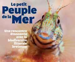 Summer special : little People of the Sea