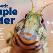 Le petit Peuple de la Mer – vacances d’été
