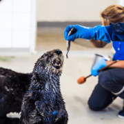 EINEN TAG ALS TIERPFLEGER ERLEBEN
