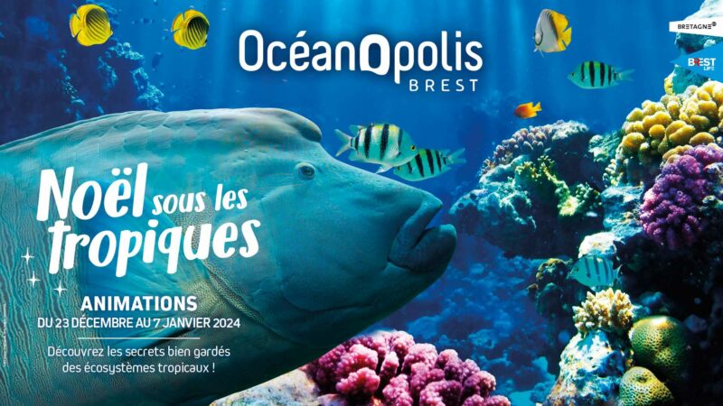 Noël sous les tropiques à Océanopolis