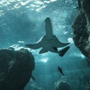 Programme de réintroductions d’espèces menacées : Océanopolis s’engage pour la conservation des requins et des raies.
