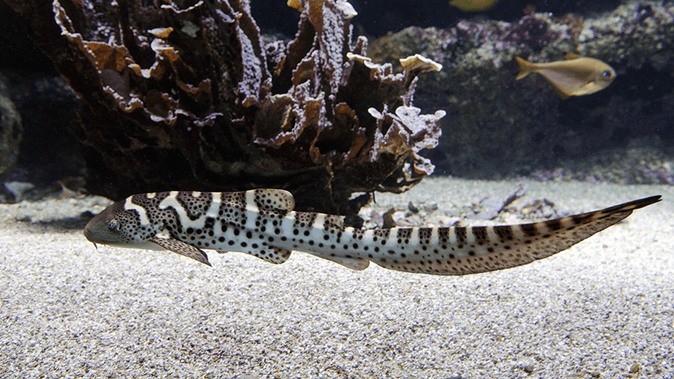 Requin zèbre à Océanopolis