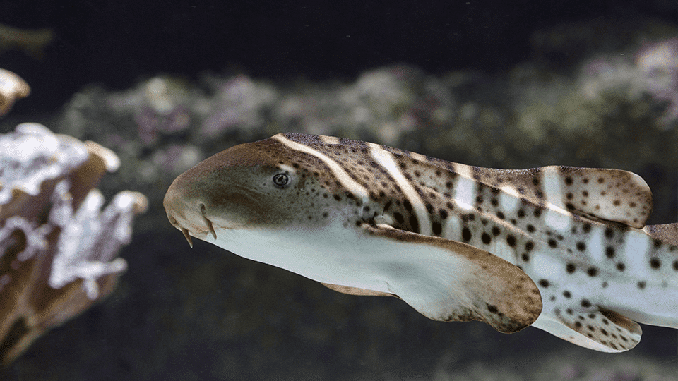 Requin zèbre à Océanopolis