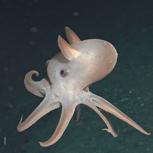 Grimpoteuthis