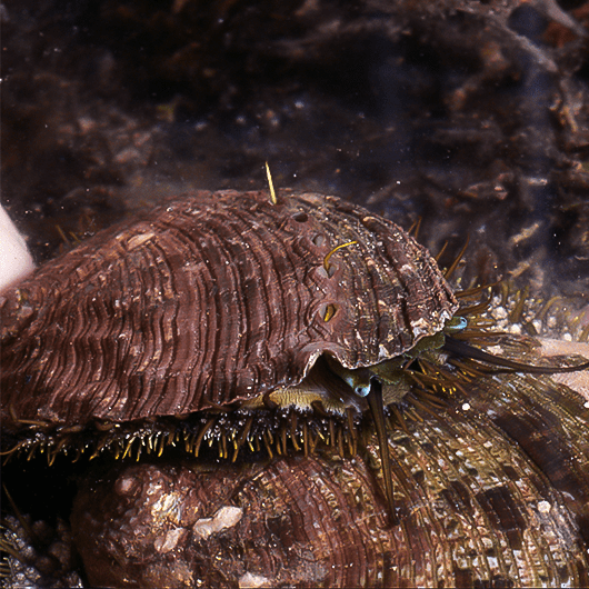 ormeau haliotis tuberculata oceanopolis