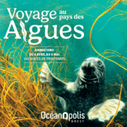 Voyage au pays des algues à Océanopolis
