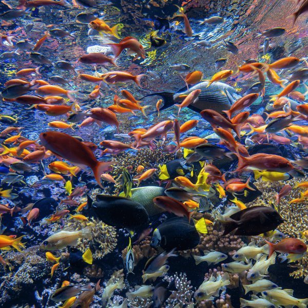 Poissons tropicaux du Pavillon Tropical d'Océanopolis