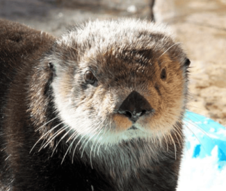 Décès de Tangiq, loutre de mer à Océanopolis