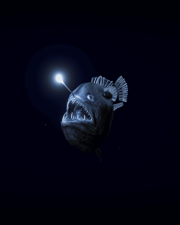 Diable noir, baudroie dans les abysses