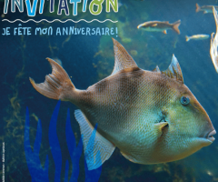 Offrez un anniversaire inoubliable à Océanopolis !