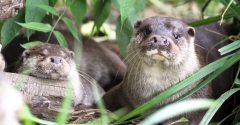 Journée Mondiale de la Loutre : un programme d&rsquo;animation inédit