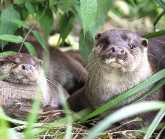 Journée Mondiale de la Loutre : un programme d&rsquo;animation inédit