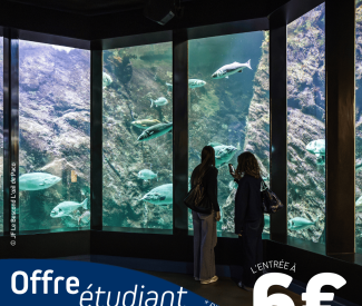 Offre spéciale étudiants : 1 mois pour découvrir Océanopolis à un tarif exceptionnel !