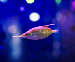 Rapport d&rsquo;activités Conservation-Recherche : Océanopolis, acteur engagé dans la préservation de la biodiversité marine