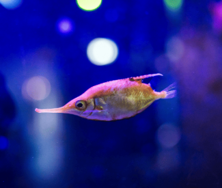 Rapport d&rsquo;activités Conservation-Recherche : Océanopolis, acteur engagé dans la préservation de la biodiversité marine