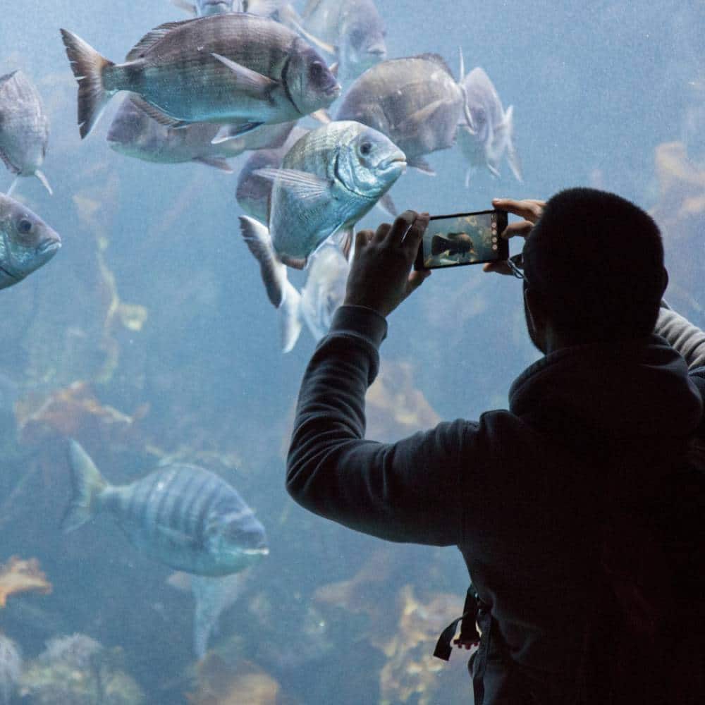 Abonnement Océanopolis Brest riche programme d'animations dans les pavillons, observez-les