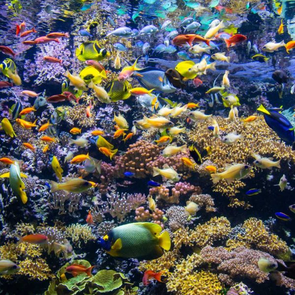 Tropical Pavilion at Océanopolis in Brest, illustrative image for the quiz on "Reef Ecosystems," offered during the Spring holidays. Colorful fish and corals.
