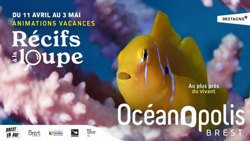 Affiche Océanopolis à Brest pour les vacances de Printemps du 11 avril au 3 mai 2026 autour de la nouvelle animation "Récifs à la loupe, au plus près du vivant" avec un gobiodon jaune en visuel.