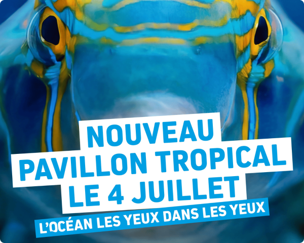 Visuel de réouverture du nouveau Pavillon Tropical d'Océanopolis