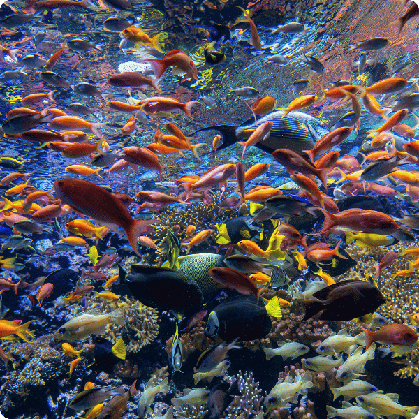 Poissons tropicaux du Pavillon Tropical d'Océanopolis © Katia Quemere, Oceanopolis / Station tropical animations hors vacances scolaires