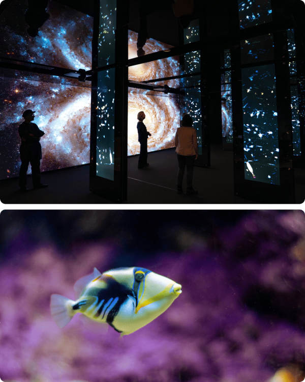 Immersive Show und Drückerfisch – Tropenpavillon