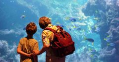 Nos animations hors vacances scolaires