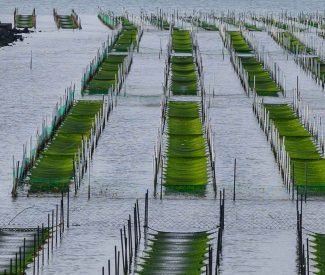 Projection-débat « Umi no oya, la mère des mer » ou l&rsquo;épopée de l&rsquo;algue nori